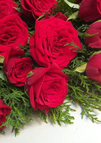 red roses