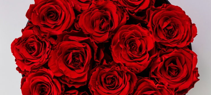 red roses