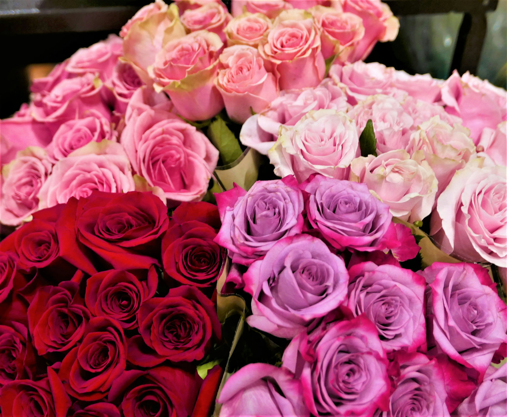 Bouquet of red, pink, and purple roses